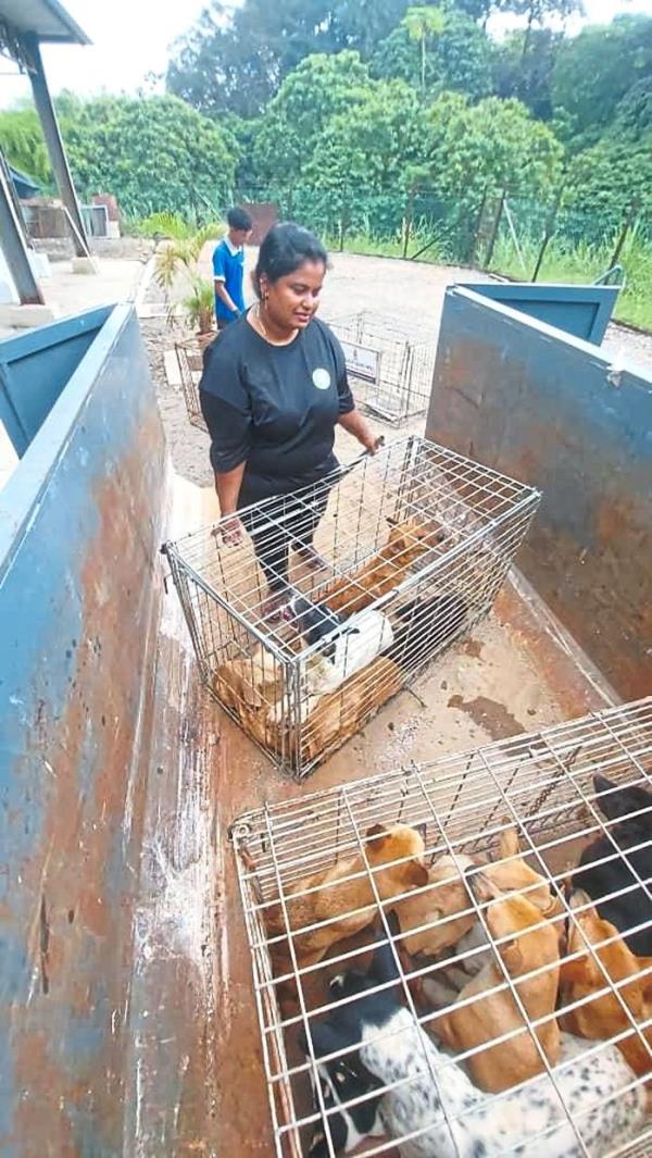 Rescue mission: Founder of Fauziah Paws Care Siti Fauziah Abdul Jabbar transferring some of the dogs from the Johor Baru City Council pound in Larkin, Johor. — Photo courtesy of Persatuan Perlindungan Haiwan Terbiar Sungai Buloh