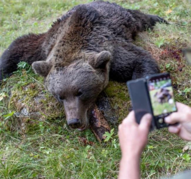 Dead bear being photographed on a smartphone